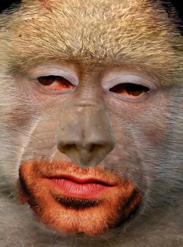 Creation of Baboon Hypnotist : Step 2